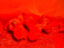 Lohmann Chicks- Females- Vaccinated-Lay at 19 weeks - Photo 2