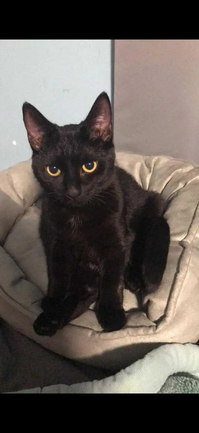 8 month old Black Domestic Shorthair for sale