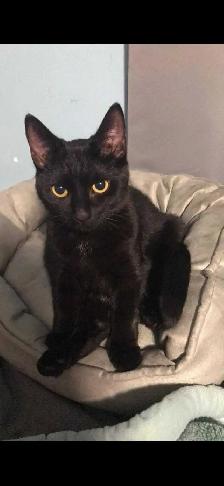 8 month old Black Domestic Shorthair for sale