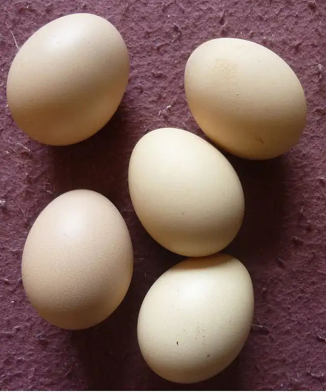 Looking for Hatching Silkie Eggs - May 2026