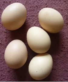Looking for Hatching Silkie Eggs - May 2026