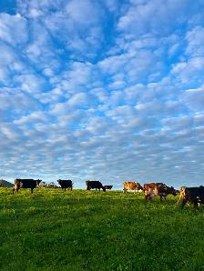 Looking for pasture/ hay ground to rent. - Photo 2