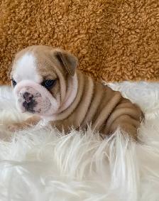 English Bulldog Puppies