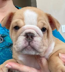 English Bulldog Puppies - Photo 2
