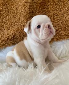 English Bulldog Puppies - Photo 3