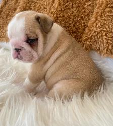 English Bulldog Puppies - Photo 4