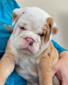 English Bulldog Puppies - Photo 5