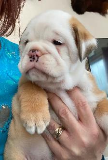 English Bulldog Puppies - Photo 6