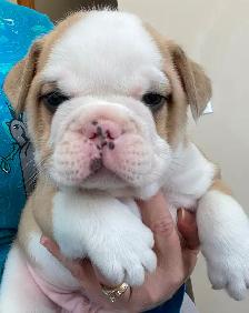 English Bulldog Puppies - Photo 7