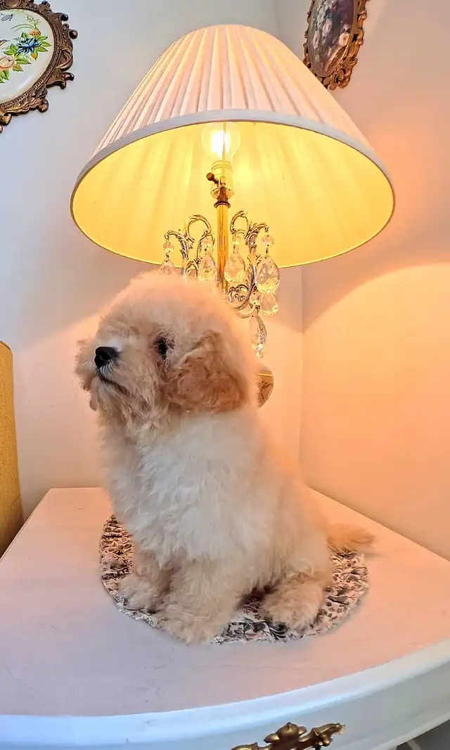 Toy Poodle