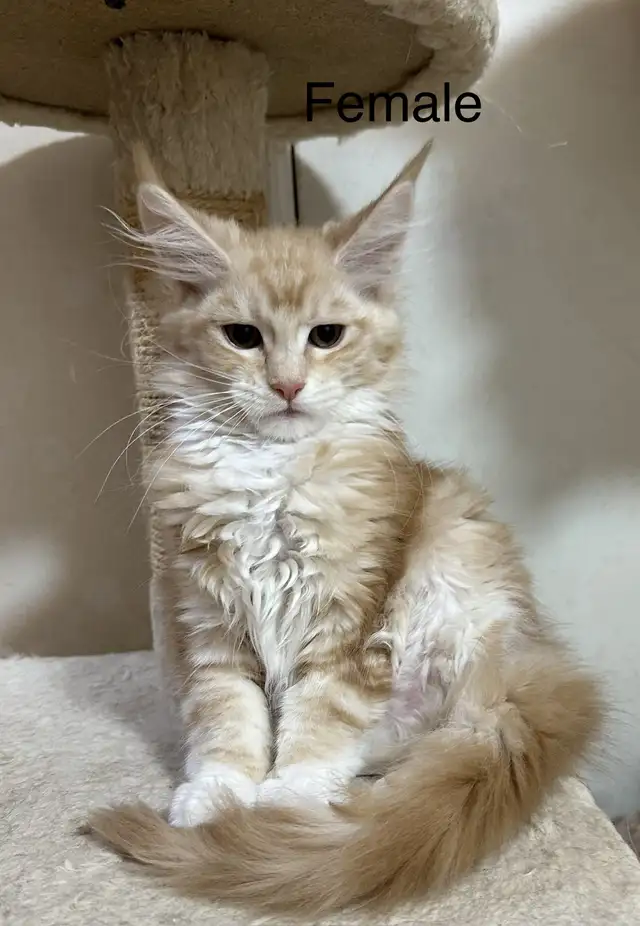 Beautiful purebred Maine Coon kittens