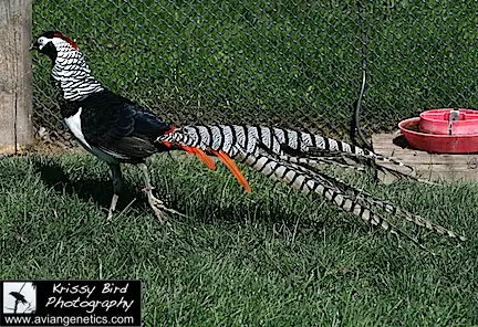 Pheasants for Sale near Devon, Alberta (SK Ad)