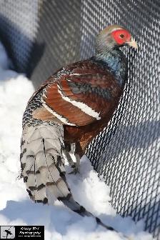 Pheasants for Sale near Devon, Alberta (SK Ad) - Photo 6