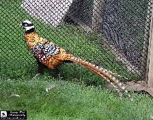 Pheasants for Sale near Devon, Alberta (SK Ad) - Photo 8