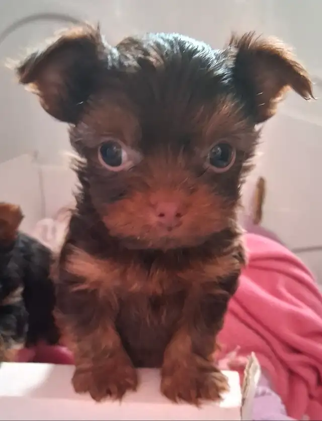 Yorkshire Terrier Puppies