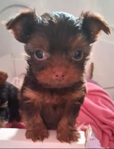 Yorkshire Terrier Puppies