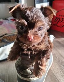 Yorkshire Terrier Puppies - Photo 2