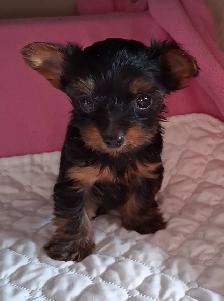 Yorkshire Terrier Puppies - Photo 4