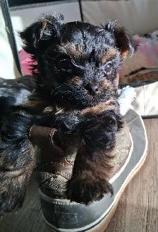 Yorkshire Terrier Puppies - Photo 5