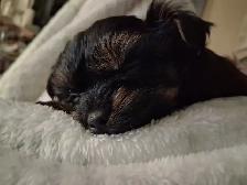 Yorkshire Terrier Puppies - Photo 6