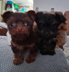 Yorkshire Terrier Puppies - Photo 7