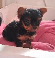 Yorkshire Terrier Puppies - Photo 8