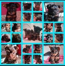 Yorkshire Terrier Puppies - Photo 9