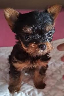 Yorkshire Terrier Puppies - Photo 10