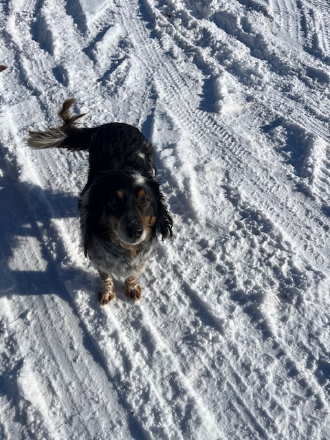 Farm dog to give away