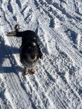 Farm dog to give away