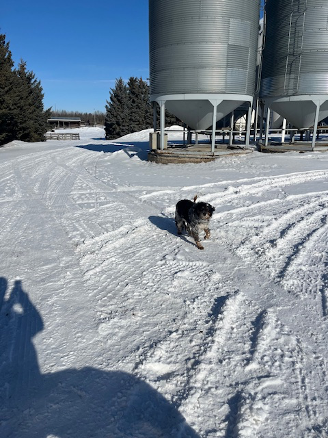 Farm dog to give away - Photo 2