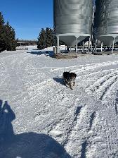 Farm dog to give away - Photo 2