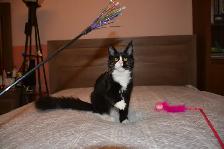 MAINE COON KITTENS, PUREBRED - Photo 7