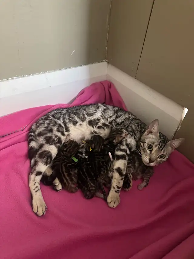 TICA Registered Bengal Kittens