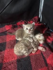 TICA Registered Bengal Kittens - Photo 5