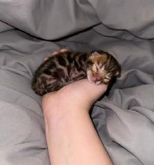 TICA Registered Bengal Kittens - Photo 6