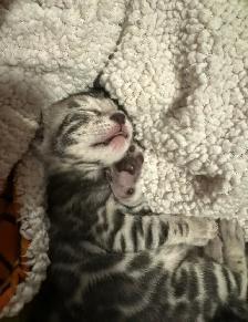 TICA Registered Bengal Kittens - Photo 8
