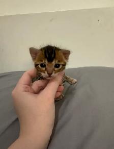 TICA Registered Bengal Kittens - Photo 9