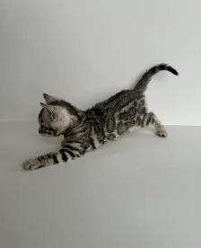 TICA Registered Bengal Kittens - Photo 10