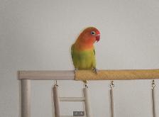 Inseparable lovebird