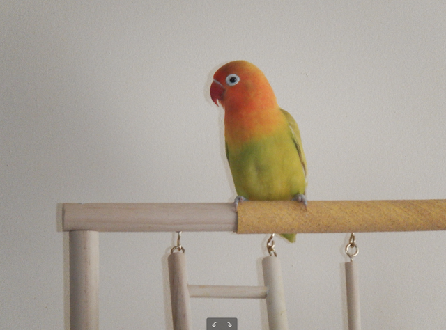 Inseparable lovebird - Photo 2