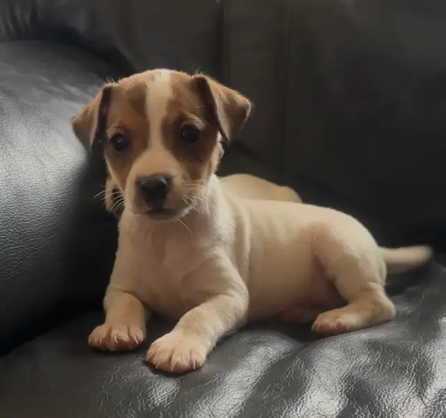 Jack Russell Terrier