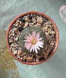 Lophophora Williamsii var. Texana (Peyote cactus)
