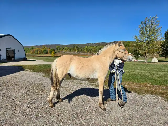 registered Fjord gelding
