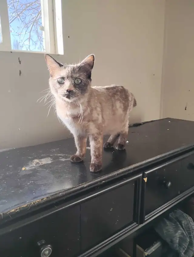 Bengal mix for sale female