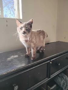 Bengal mix for sale female