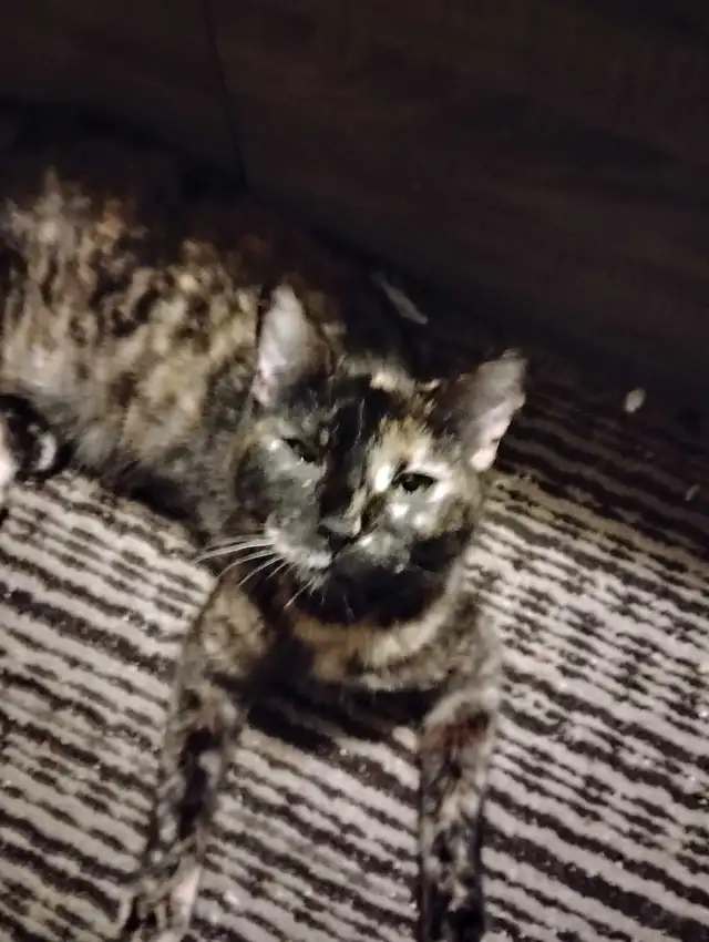 Bengal mix for sale female - Photo 2