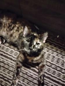 Bengal mix for sale female - Photo 2