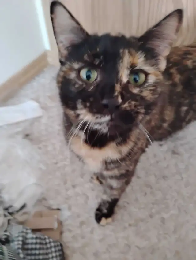 Bengal mix for sale female - Photo 3