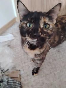 Bengal mix for sale female - Photo 3